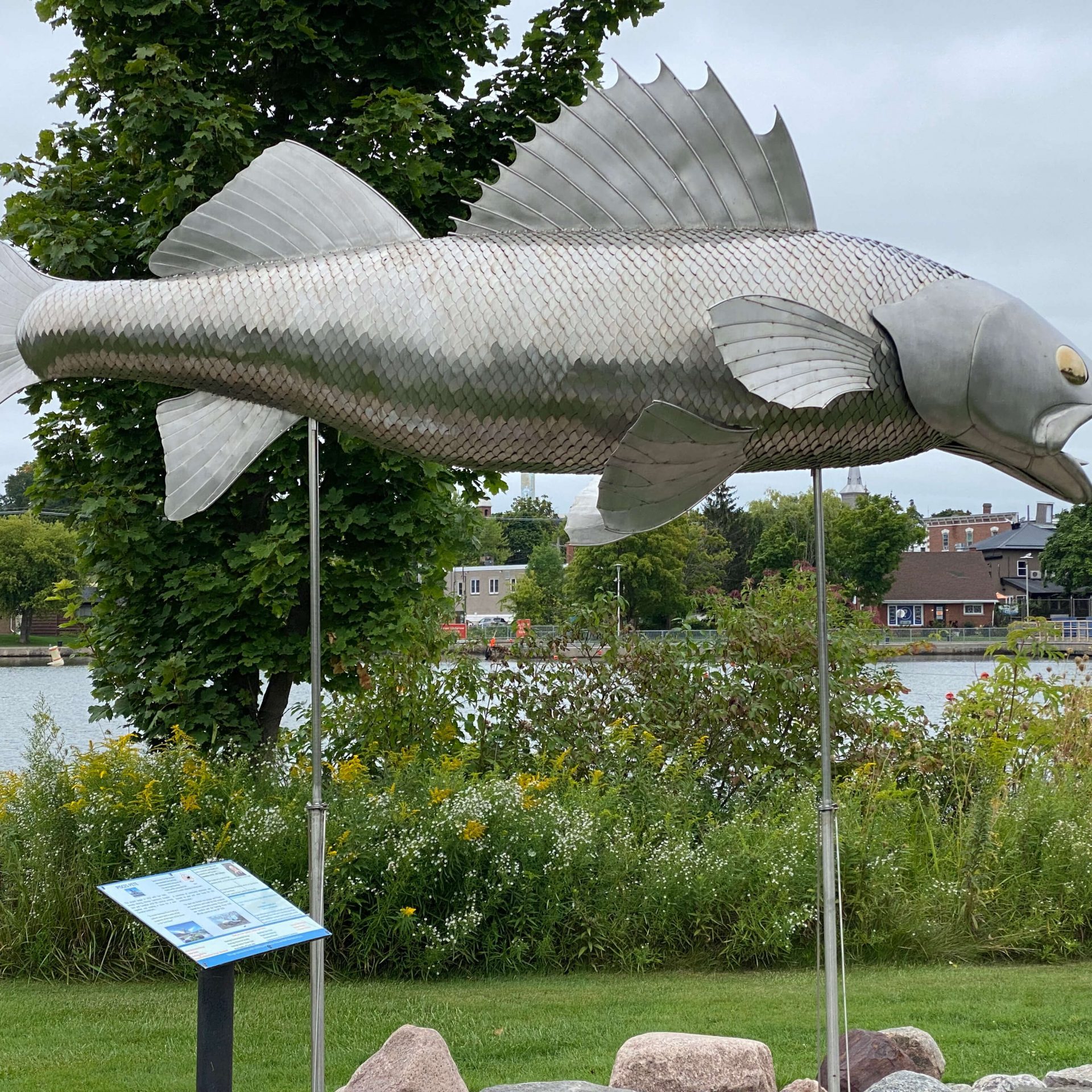 Walleye the Hastings Fish-A statue of the type of fish that is found in the Trent River